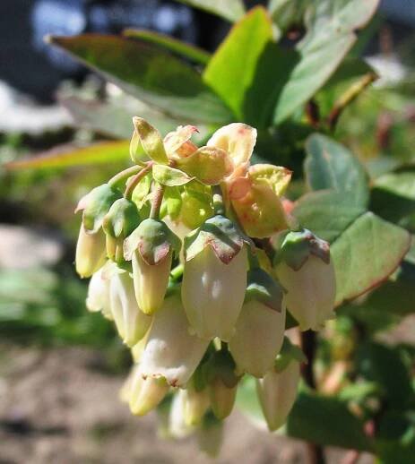 Soubor:Vaccinium corymbosum Blüten.jpg