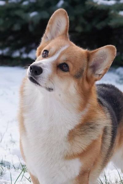 Born To Be Your Nikolaj - Morgerton Welsh Corgi Pembroke Kennel
