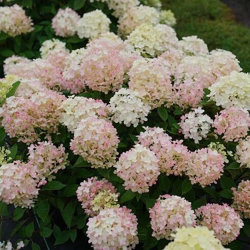 Hydrangea Fire Light Tidbit®