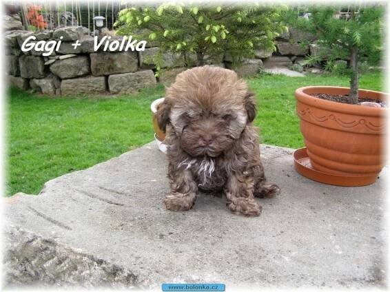Russkaya Tsvetnaya Bolonka puppies (štěňata) 
