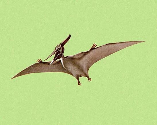 pterodactyl - pterodaktylové stock ilustrace