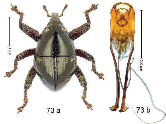 One hundred and three new species of Trigonopterus weevils from Sulawesi