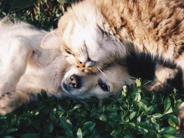 Vtipné video: Pes a kotě svádějí veselý boj o pelíšek - NeposlušnéTlapky