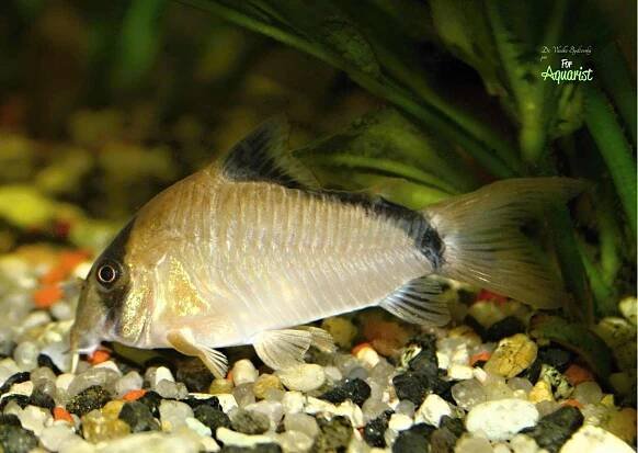 Corydoras burgessi - Ve stínu Burgesse: Tajemství pancéřníčků z Rio Negro