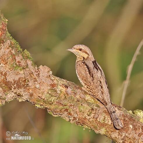 Krutihlav obecný | Naturfoto.cz