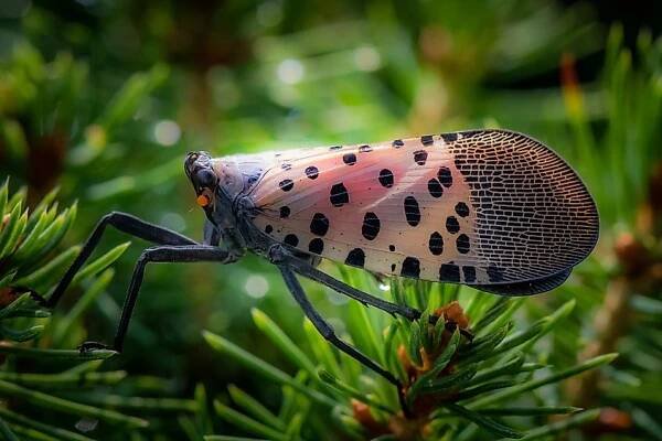 6 Most Dangerous Insects in Connecticut - WorldAtlas