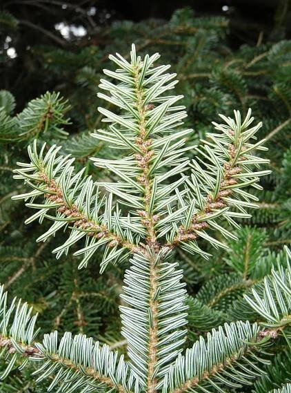 Pseudotsuga menziesii (Mirb.) Franco - Portale della Flora d'Italia / Portal to the Flora of Italy