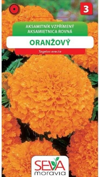 Semienka Aksamitník vzpřímený, oranžový