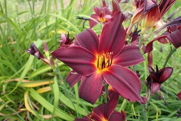 Hemerocallis 'American Revolution' | SlovenskeTrvalky.sk