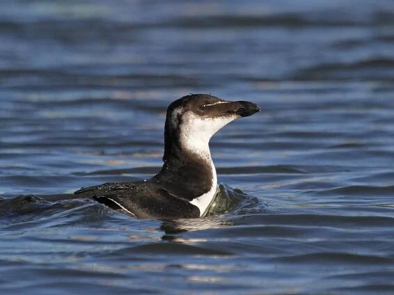  - Razorbill