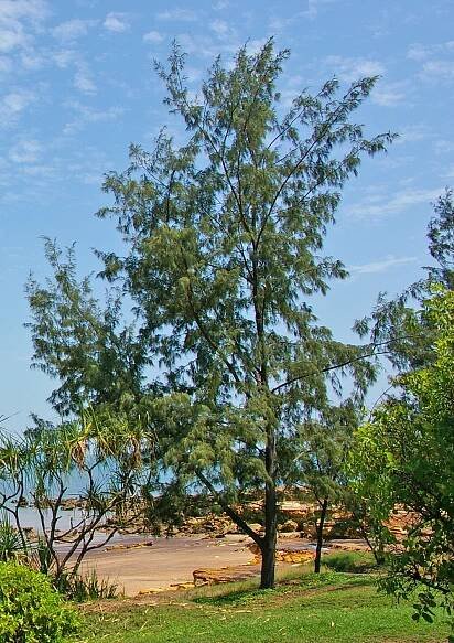 Casuarina equisetifolia