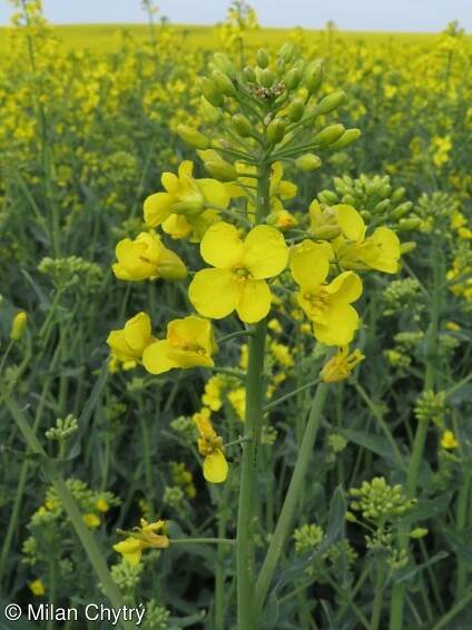 Brassica napus – brukev řepka