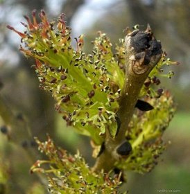 Jasan ztepilý (Fraxinus excelsior)