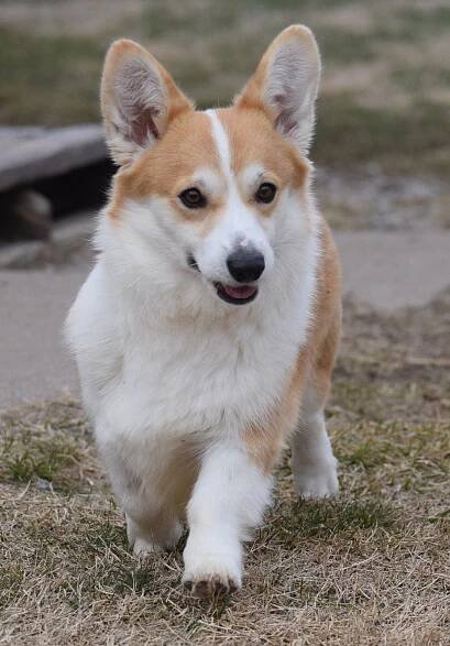 Corgi Puppies for Sale | F&M Corgis 