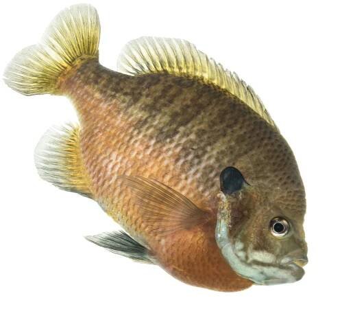Bluegill sam stukel 2020 1