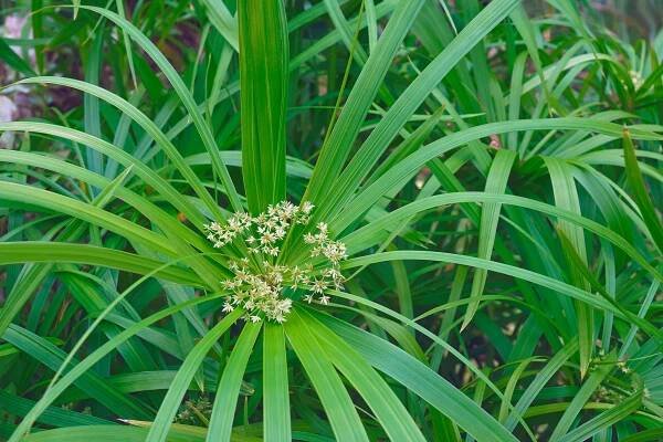 Šáchor střídavolistý (Cyperus alternifolius), listy a květy