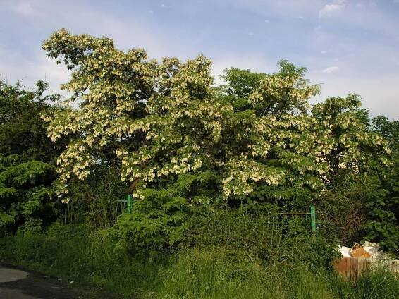 Trnovník akát - Robinia pseudoacacia
