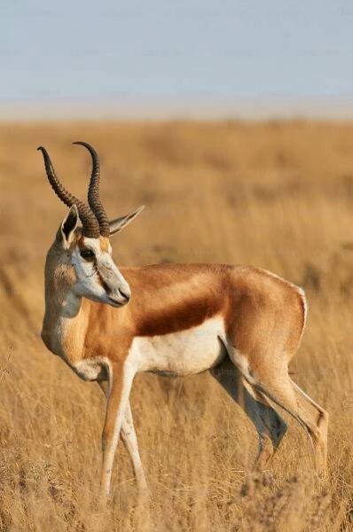 Mužské springbok — Stock obrázek