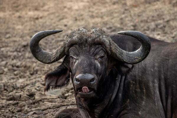 Buvol Afrika Buffalo - Fotografie zdarma na Pixabay