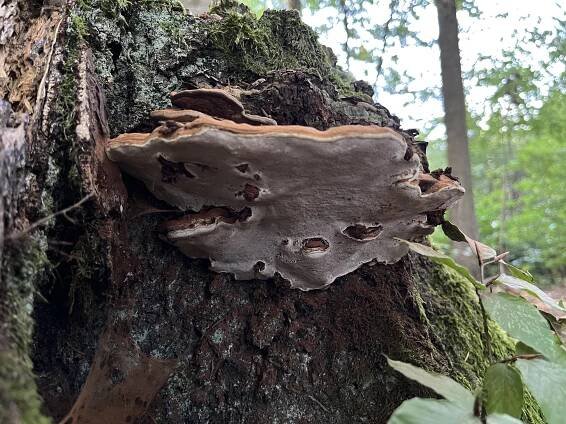 Ganoderma applanatum: Nejlepší průvodce houbami