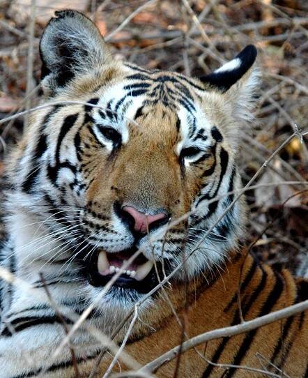 Tiger Gallery - Saving India's Tigers