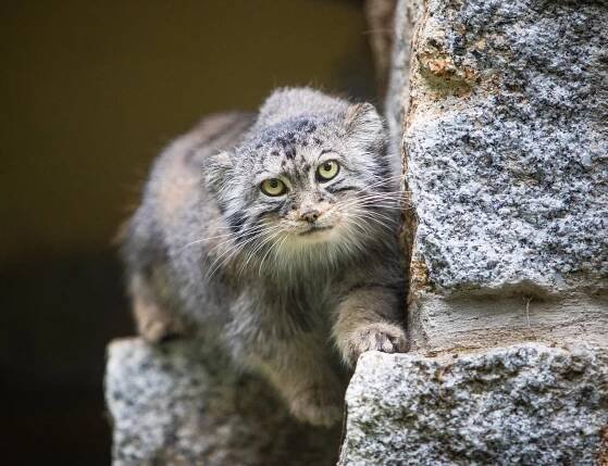 Tierpark Chemnitz: Artenschutz & Bildung