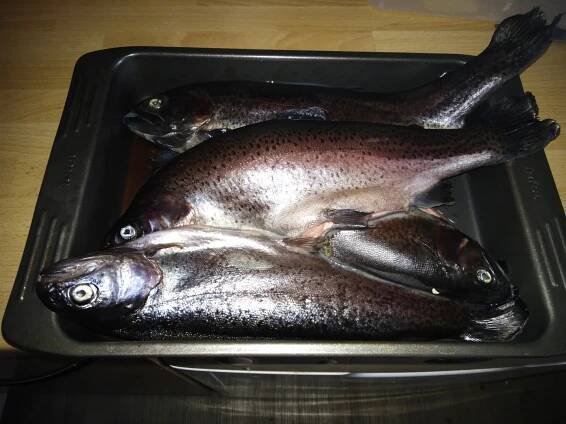 Prodej pstruhů čerstvě vylovených ze sádek v Šenově: 1 kg