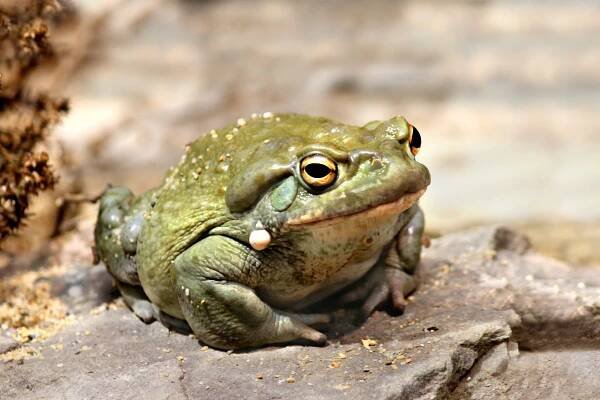 a green frog is sitting on a rock and looking at the camera