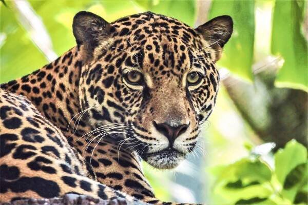 Jaguar Guapo prowling through foliage in sanctuary