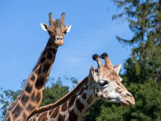 Zoo Olomouc – boží zoo na Svatém Kopečku