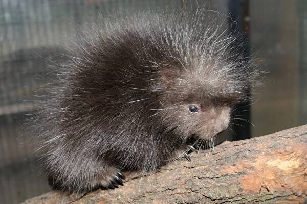 ZOO Olomouc 2020 | Česká zoo z.s.