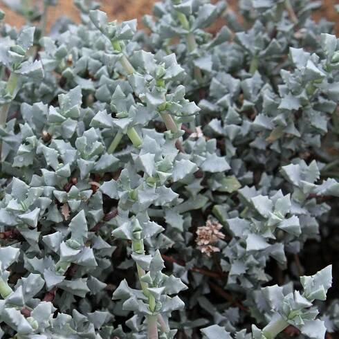Oscularia deltoides 4