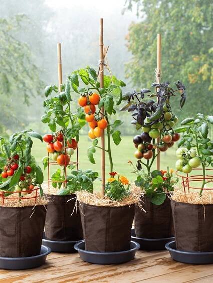 13 Awesome Dwarf and Micro Dwarf Tomatoes for Small Gardens and Containers