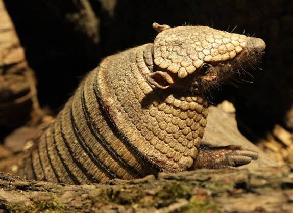 Zoo Brno letos odchovalo dva druhy pásovců a očekává rekord návštěvnosti