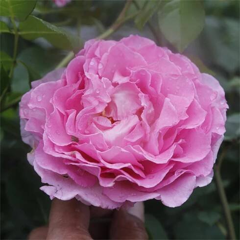 China Rose Ines Sastre plants, Bulk Rose Ines Sastre Exporter