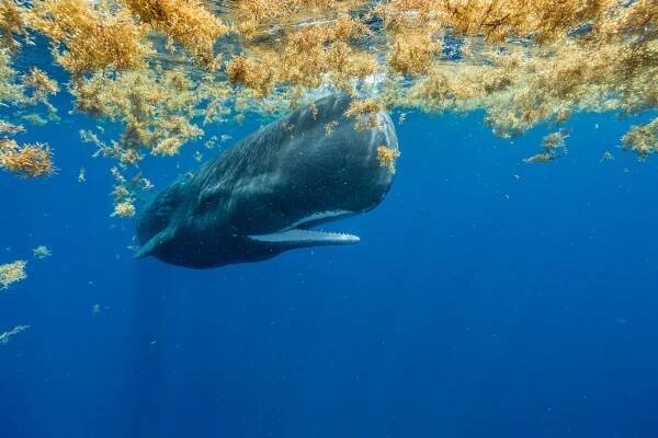 a whale with sargasso sea
