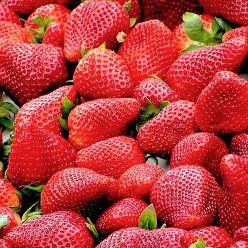 Fragole