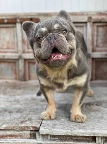 Fluffy Frenchie Overcomes His 'Disgusting' Past to Help Rescue Dogs from Puppy Mills