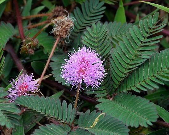 citlivka stydlivá / mimosa pudica