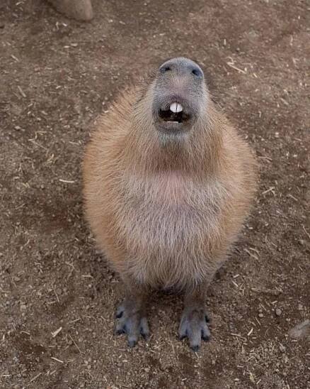 a capybara sitting on the ground with its mouth open and eyes wide open
