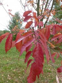 Jasan americký - Fraxinus americana, listy podzim