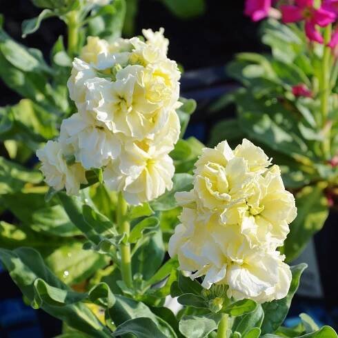 Fiala letní žlutá - Matthiola incana - prodej semen - 60 ks