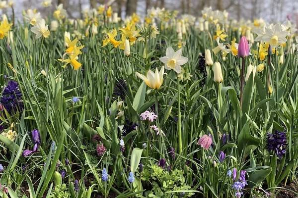 Keukenhof | JUB Holland