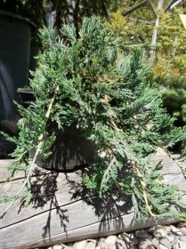 Juniperus horizontalis ´Wiltonii´ | BENED - zahradní architektura s.r.o.