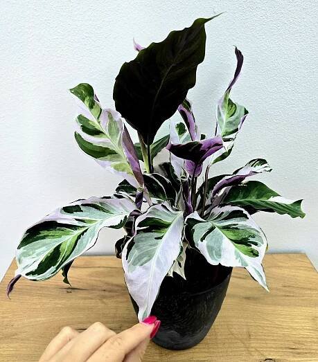 Calathea White Fusion