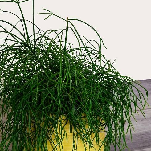 Cassuta (Rhipsalis cassutha)