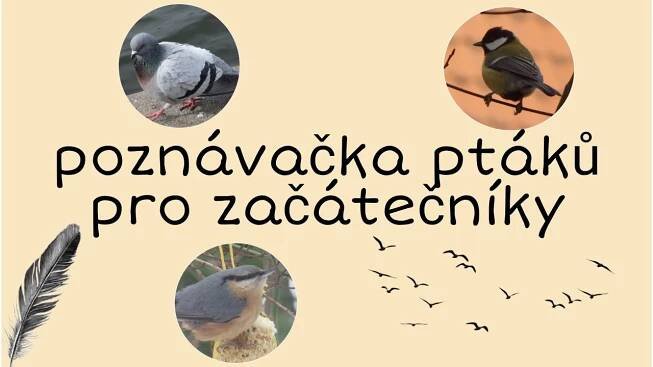 Jak vypadá ptáček čermáček? - Svět cestování