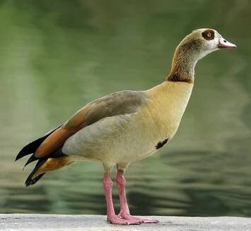 Husice nilská (egyptská)- dospělý pták
