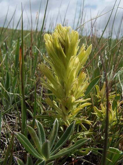 Plants of the Northern Rocky Mountains - Yellowfield Biological Surveys