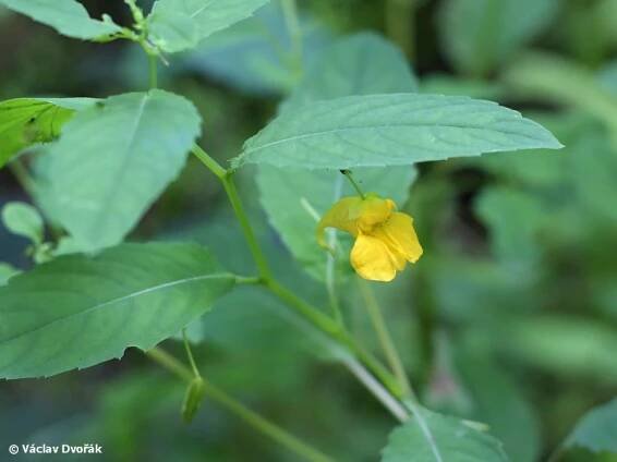 Impatiens noli-tangere - netýkavka nedůtklivá | Balsaminaceae - netýkavkovité | Natura Bohemica